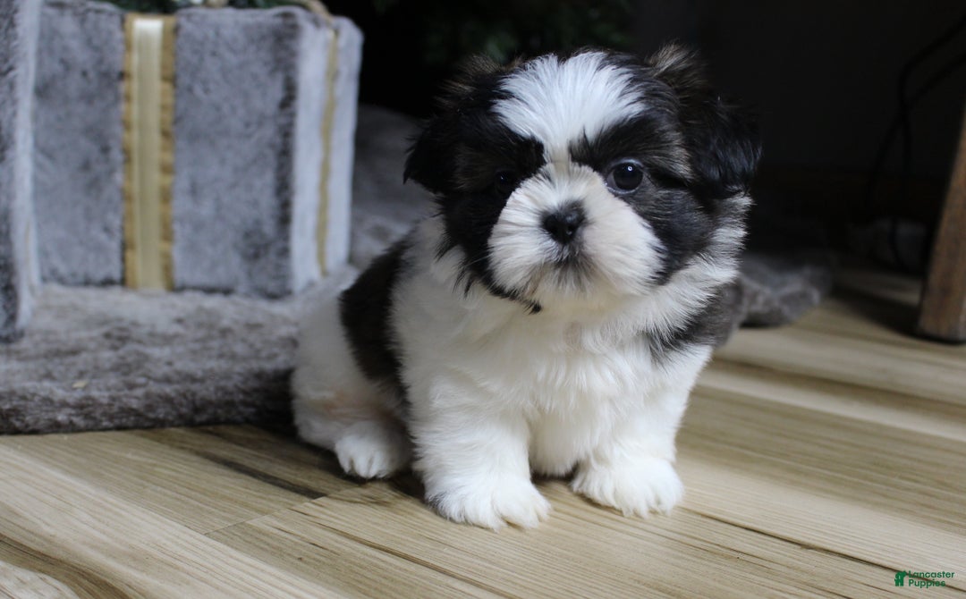 Shih Tzu dogs for sale: Koda - Ad 3