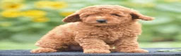 Miniature Poodle dogs for sale: Rosette - Ad 4
