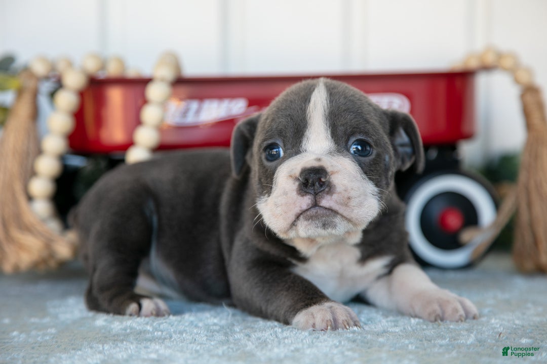 Mixed Breed dogs for sale: Tessa - Ad 1