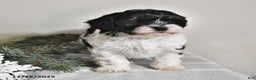 Shihpoo dogs for sale: Heidi - Ad 2
