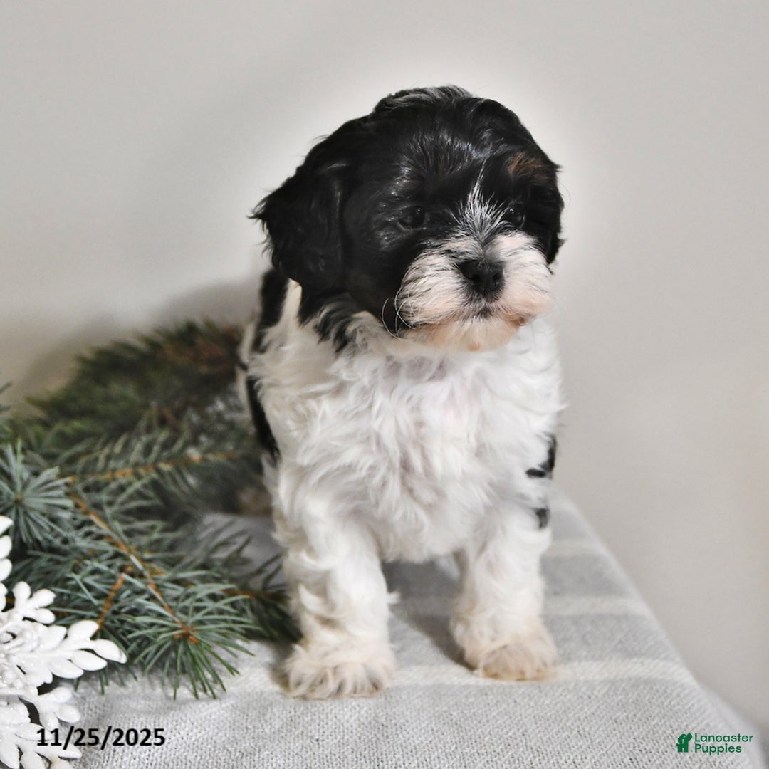 Shihpoo dogs for sale: Heidi - Ad 2