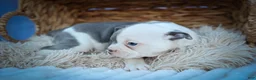Frenchton dogs for sale: Penelope 🎀 — A Charming F2 Frenchton Puppy! - Ad 3