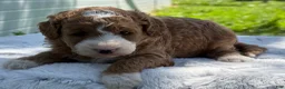 Mini Goldendoodle dogs for sale: Gwendolyn - Ad 6