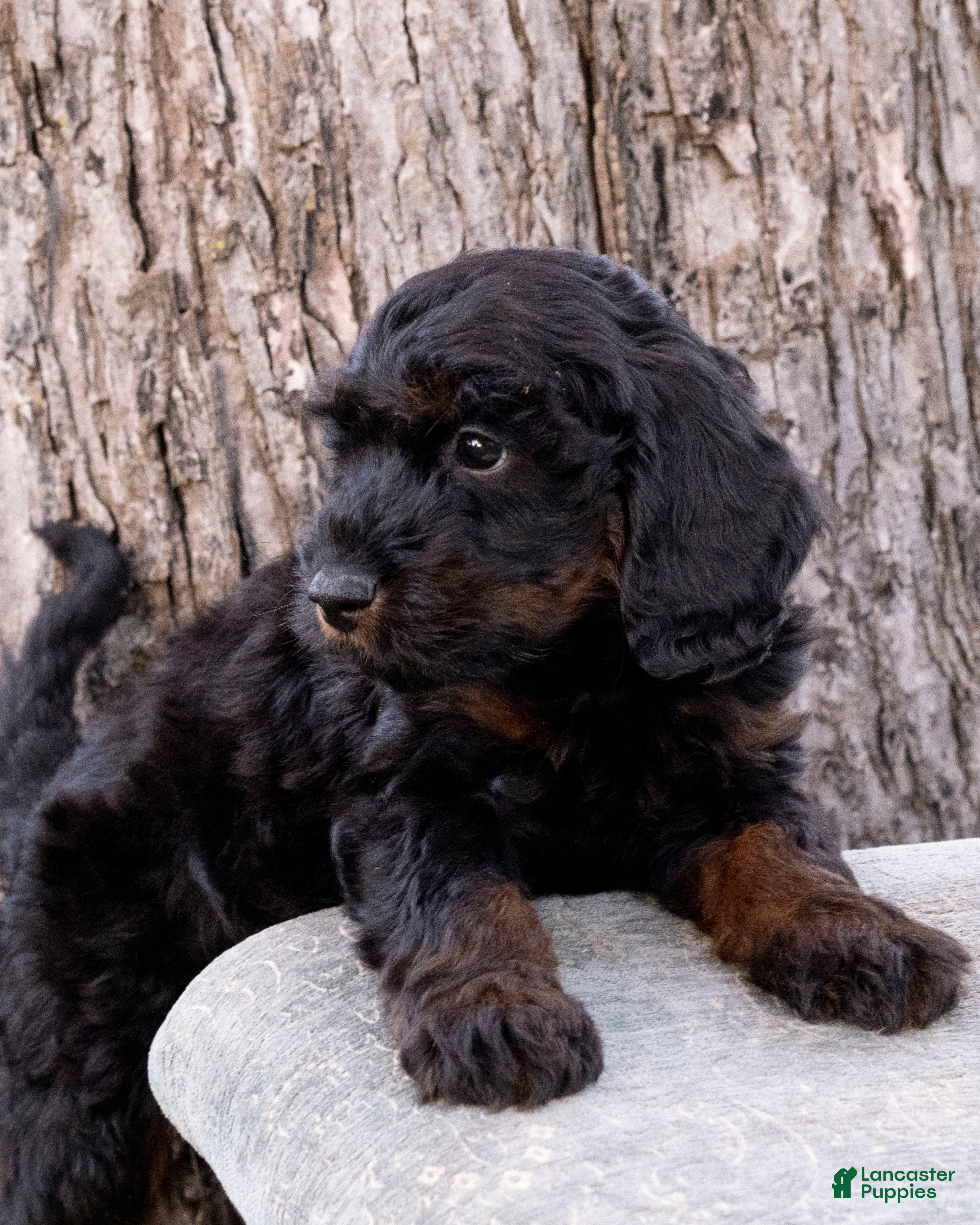 Goldendoodle dogs for sale: Dusty - Ad 2