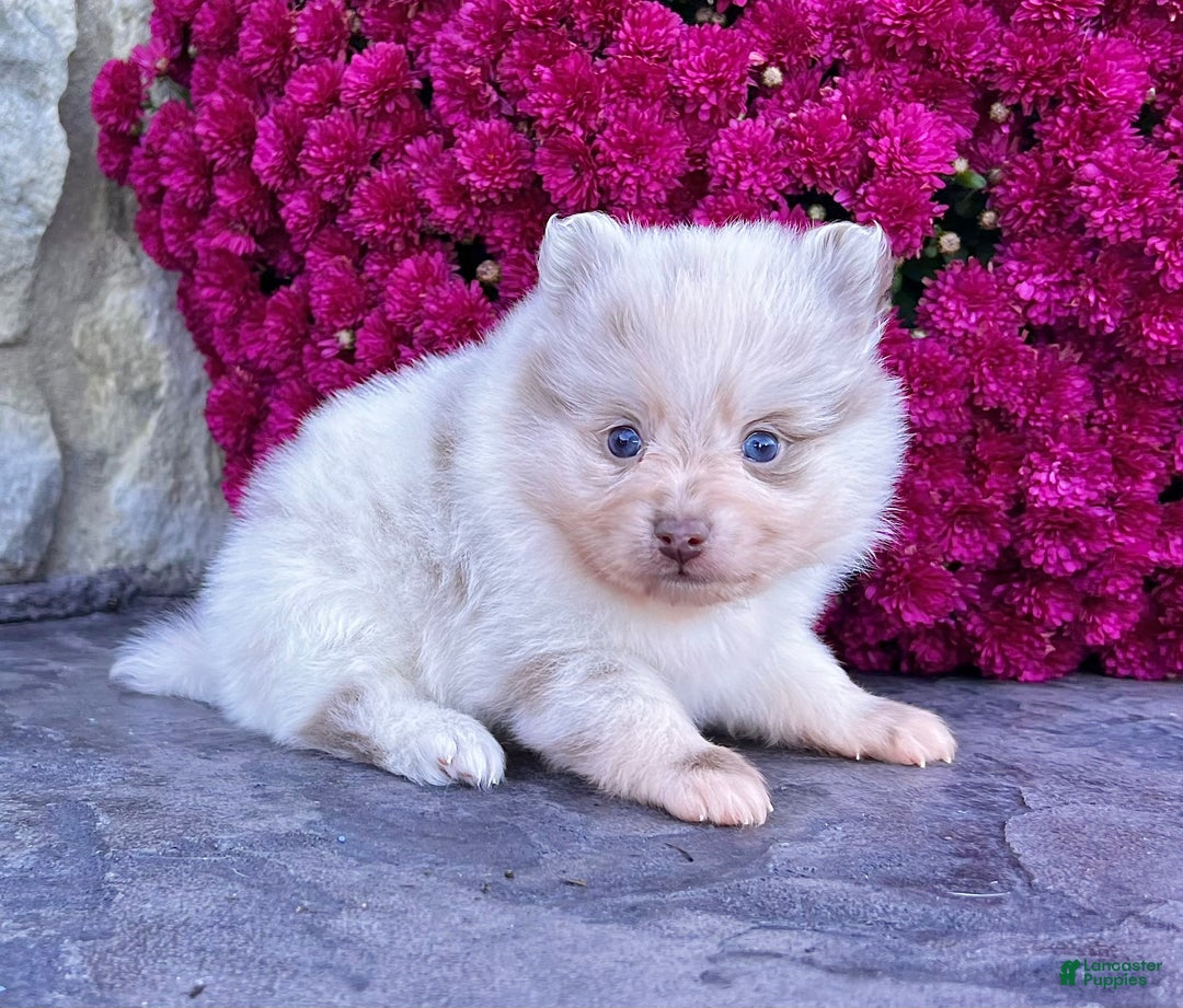 Pomeranian dogs for sale: Smarty Lavender Merle - Ad 1
