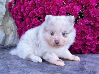 Pomeranian dogs Smarty Lavender Merle - Ad 24