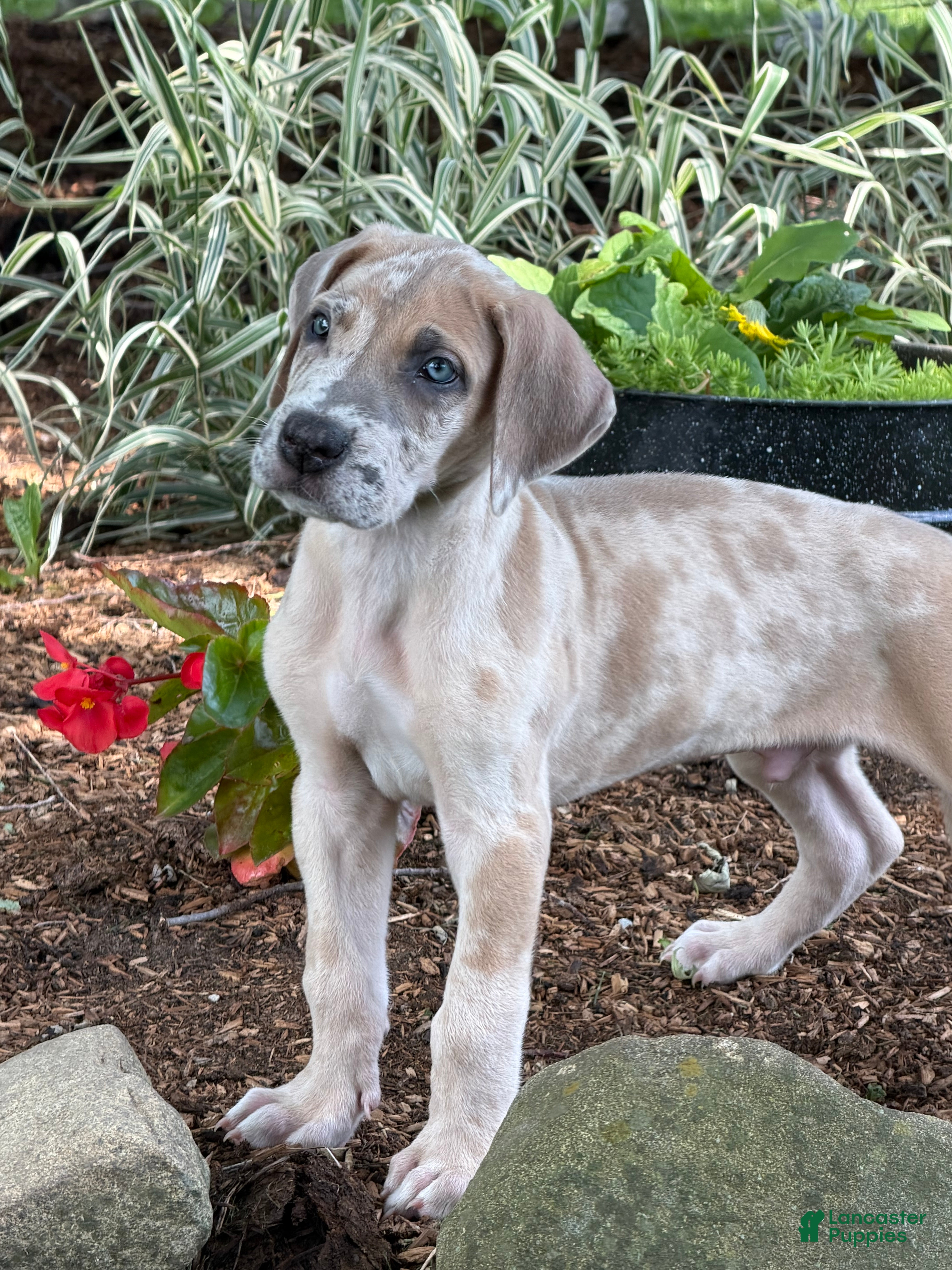 Great Dane dogs Pablo Great Dane  - Ad 1