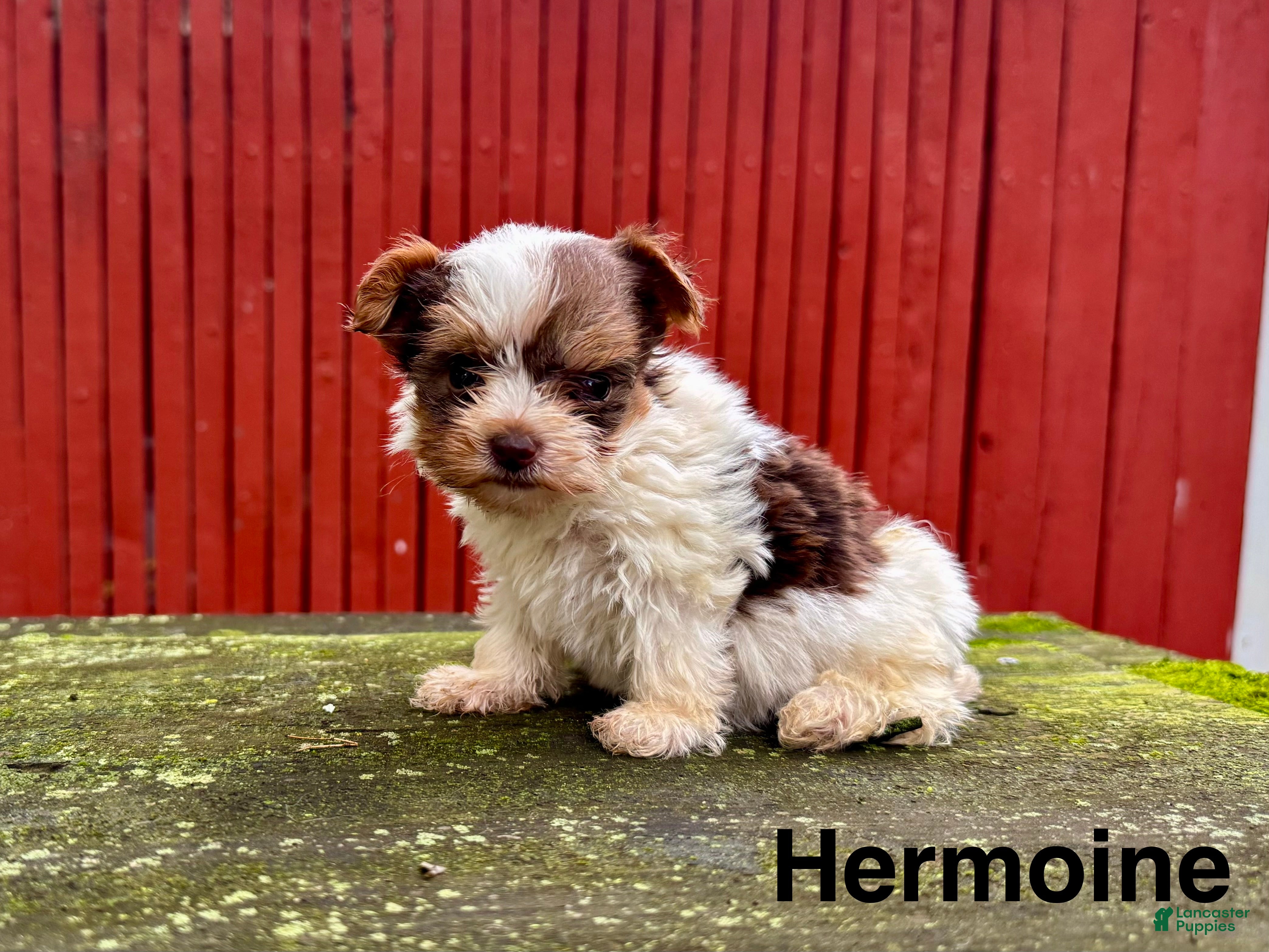 Yorkshire Terrier dogs Hermoine - Ad 2