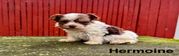 Yorkshire Terrier dogs for sale: Hermoine - Ad 2