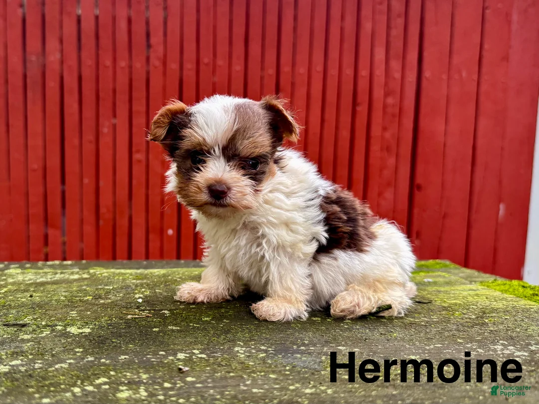Yorkshire Terrier dogs for sale: Hermoine - Ad 2