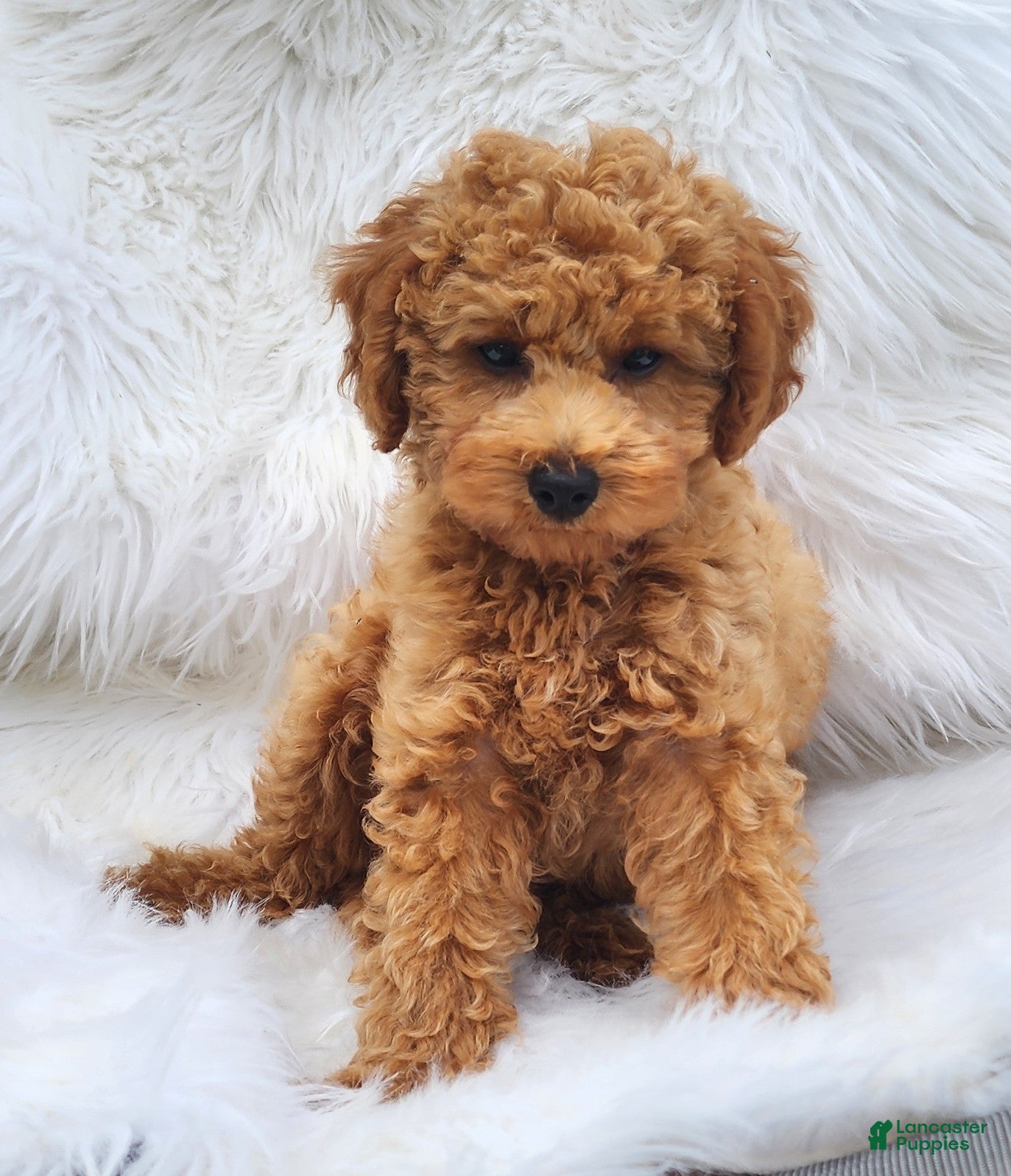 Mini Goldendoodle dogs Max orange collar - Ad 1