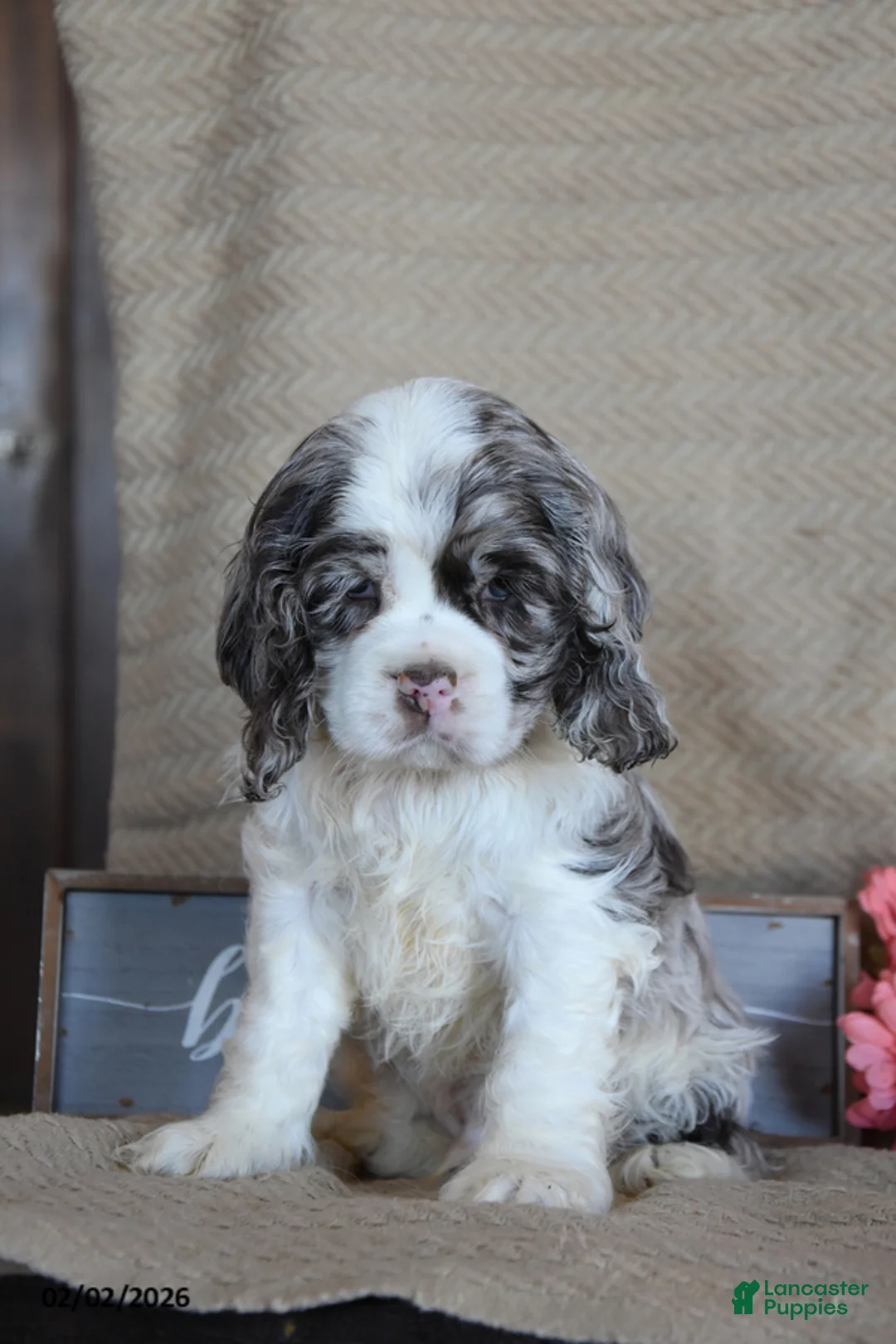 English Cocker Spaniel dogs for sale: Lukie - Ad 3