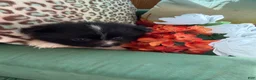 Pomeranian dogs for sale: Pomeranian Puppy 1 - Ad 4