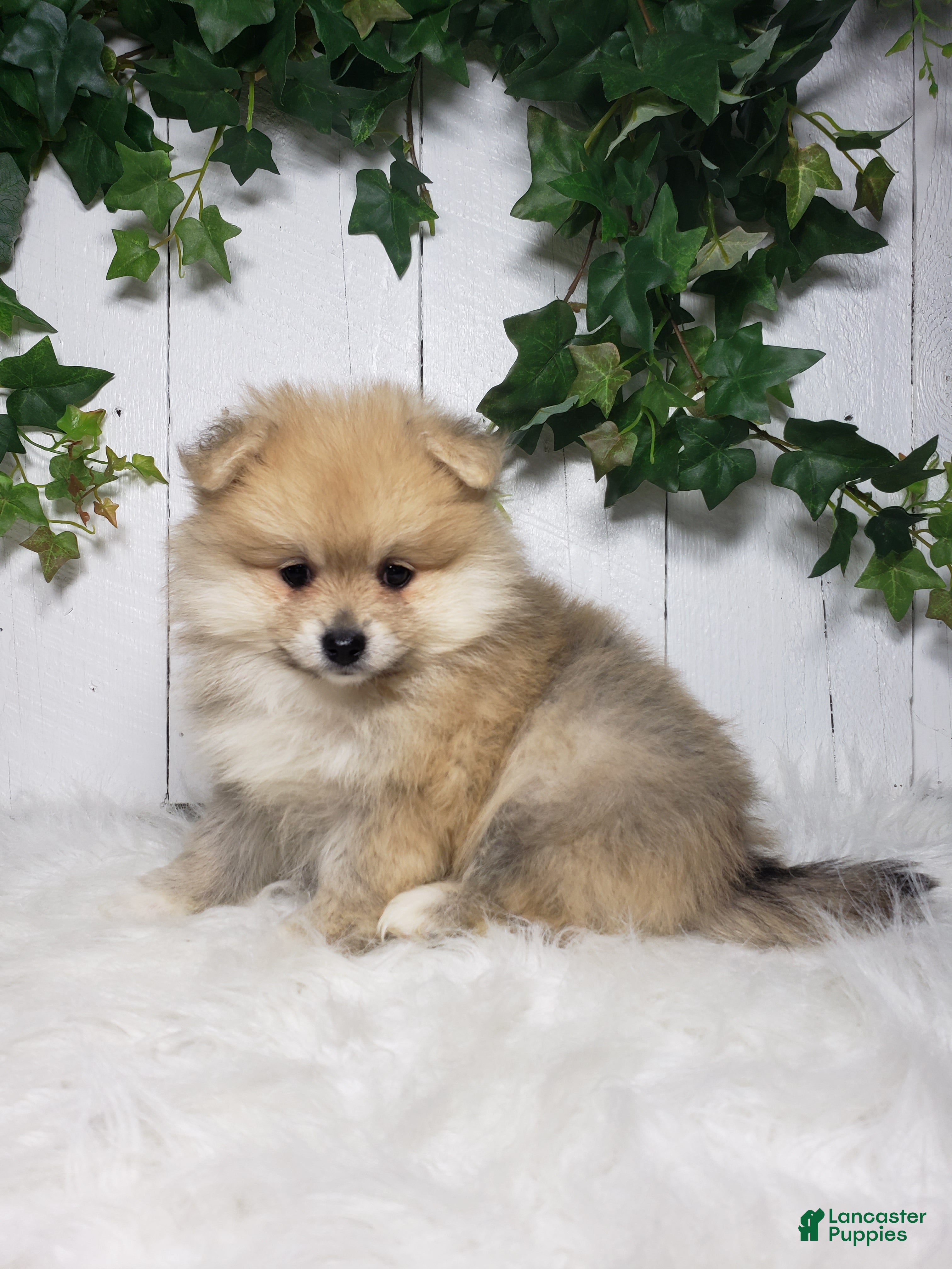 Pomeranian dogs Carla  - Ad 2