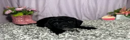 Miniature Poodle dogs for sale: Miniature Poodle 1 - Ad 6