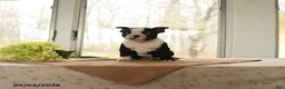 Boston Terrier dogs for sale: Hero - Ad 4