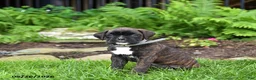 Boxer dogs for sale: Bailey - Ad 4