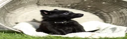 German Shepherd dogs for sale: Faye German Shepherd  - Ad 3