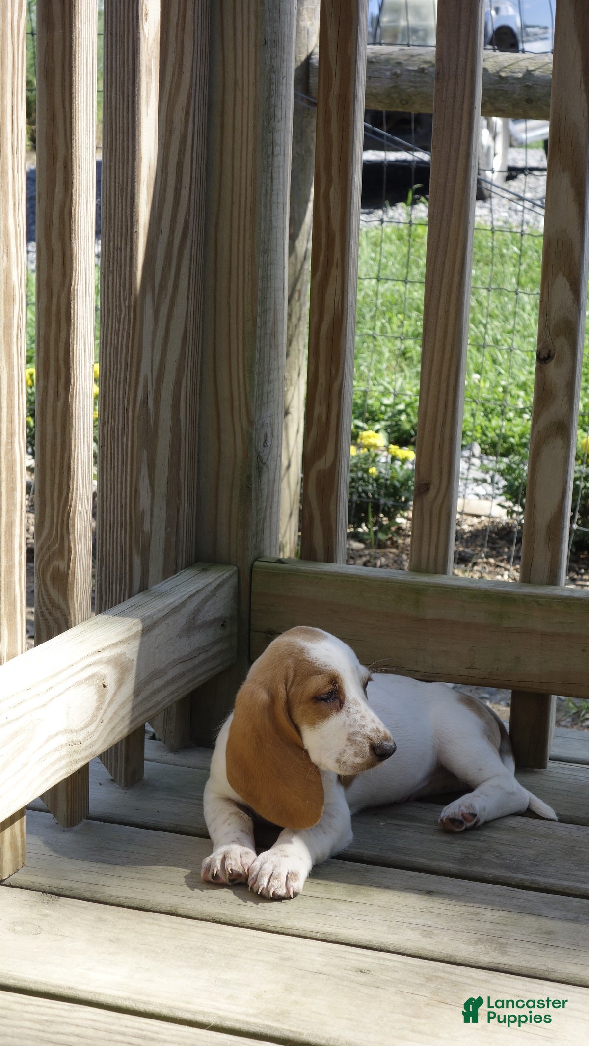 Basset Hound dogs Ella - Ad 2