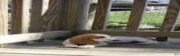 Basset Hound dogs for sale: Ella - Ad 2