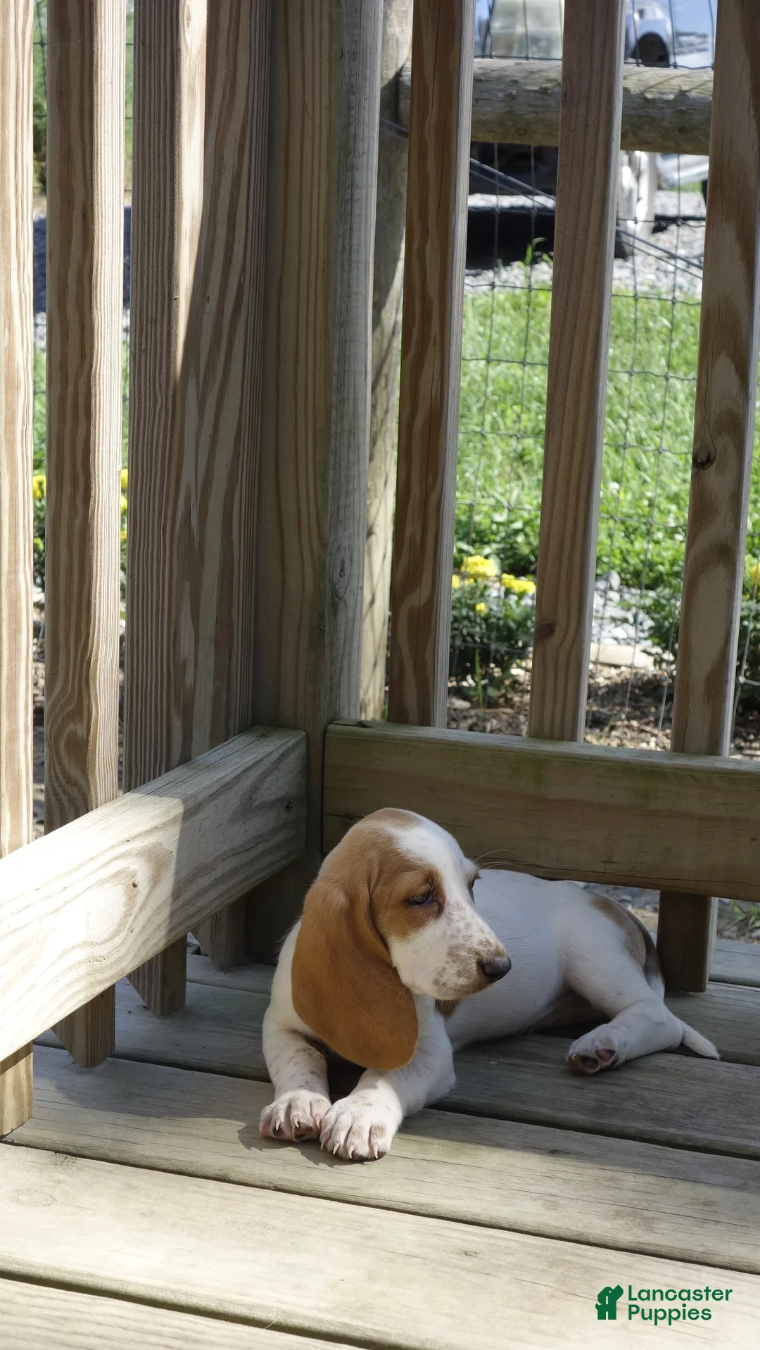 Basset Hound dogs for sale: Ella - Ad 2