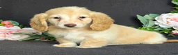 Miniature Dachshund dogs for sale: Dexter - Ad 3
