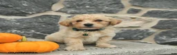 Maltipoo dogs for sale: Chase  - Ad 3