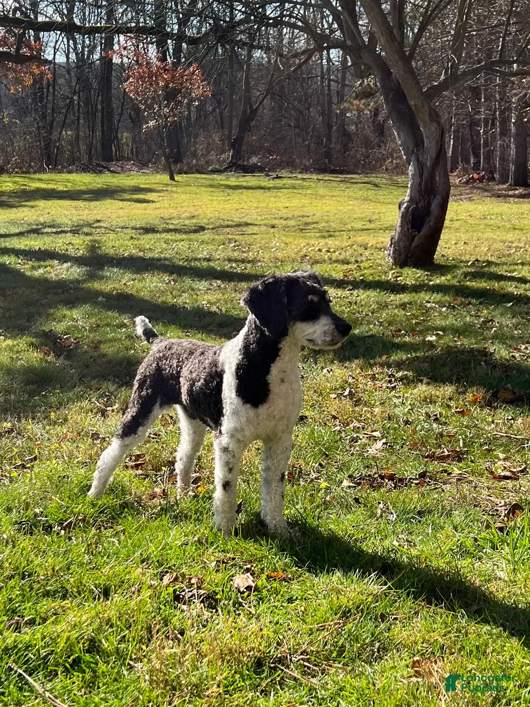 Mini Bernedoodle dogs for sale: Valentine - Ad 10