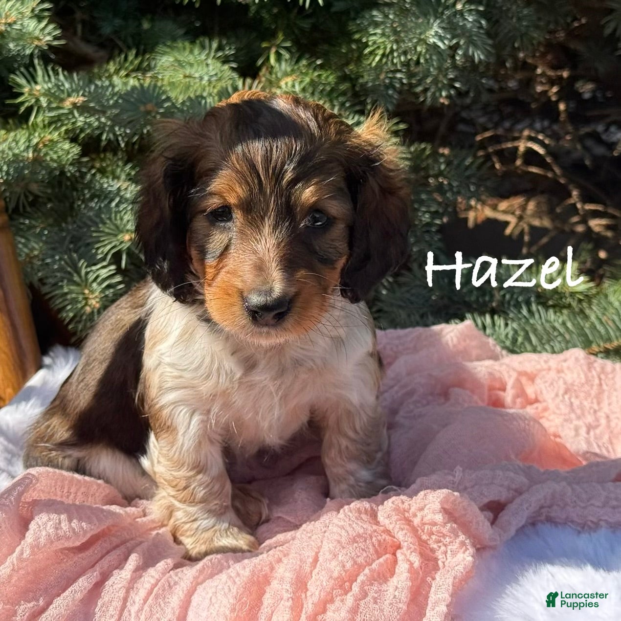 Miniature Dachshund dogs Hazel - Ad 1