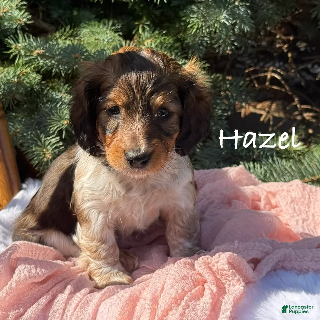 Miniature Dachshund dogs for sale: Hazel - Ad 1