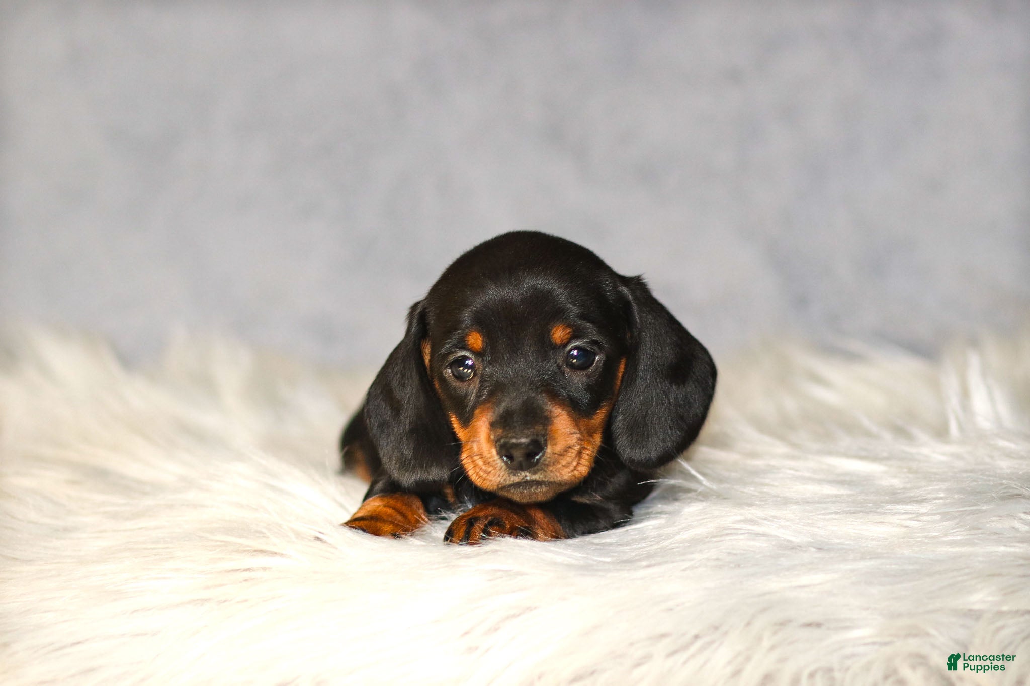 Miniature Dachshund dogs Hershey - Ad 28