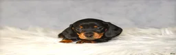 Miniature Dachshund dogs for sale: Hershey - Ad 5