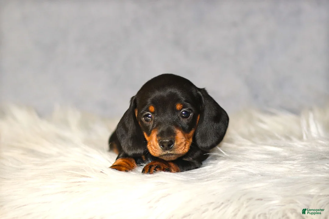 Miniature Dachshund dogs for sale: Hershey - Ad 5