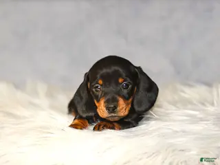 Miniature Dachshund dogs Hershey - Ad 28