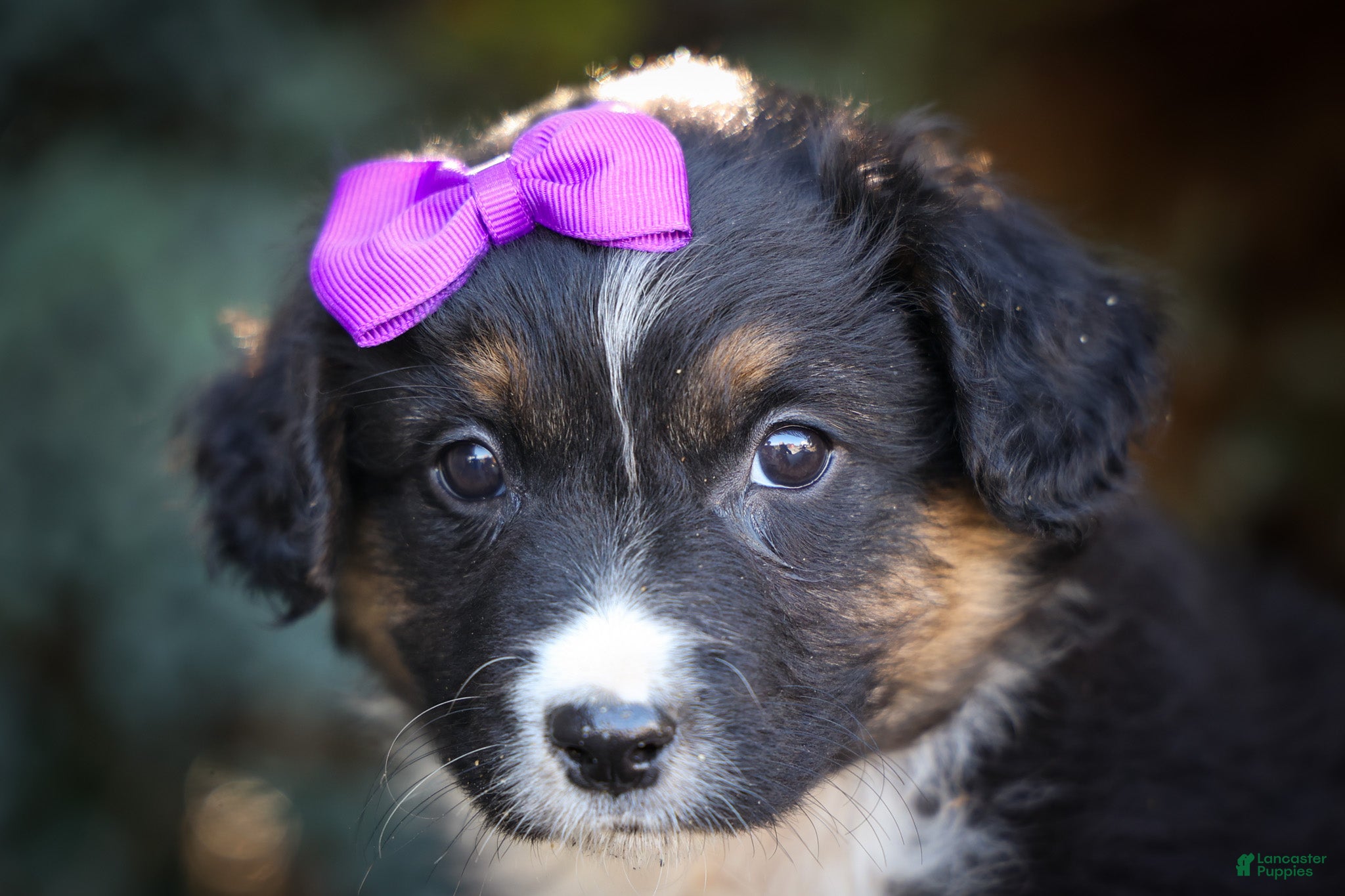 Mini Aussiedoodle dogs Larson🐾 - Ad 2