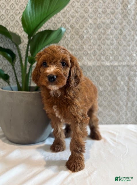 Irish Doodle dogs Rosie - Ad 16