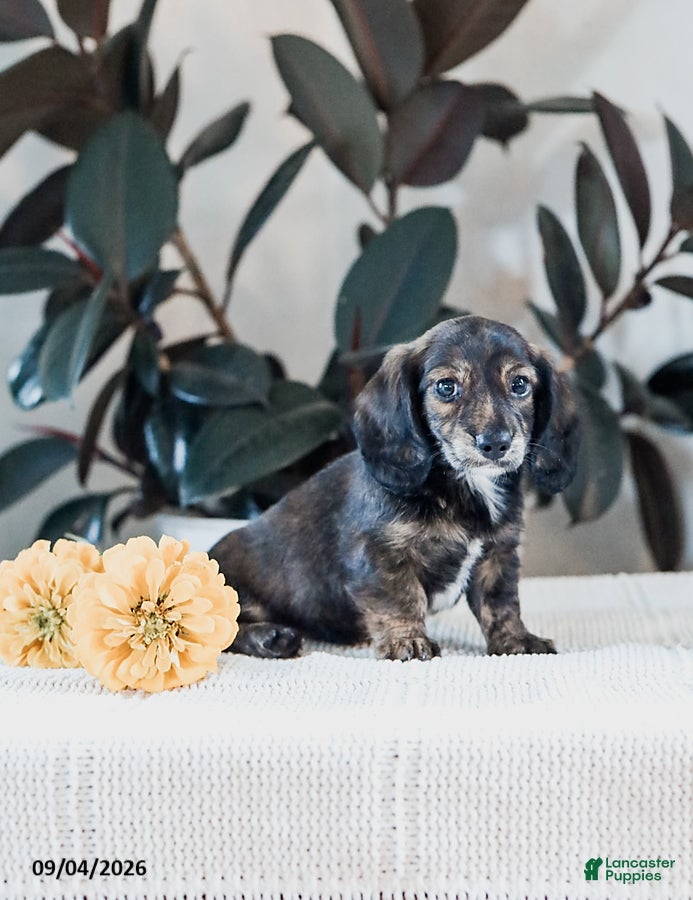 Miniature Dachshund dogs Bryton - Ad 2