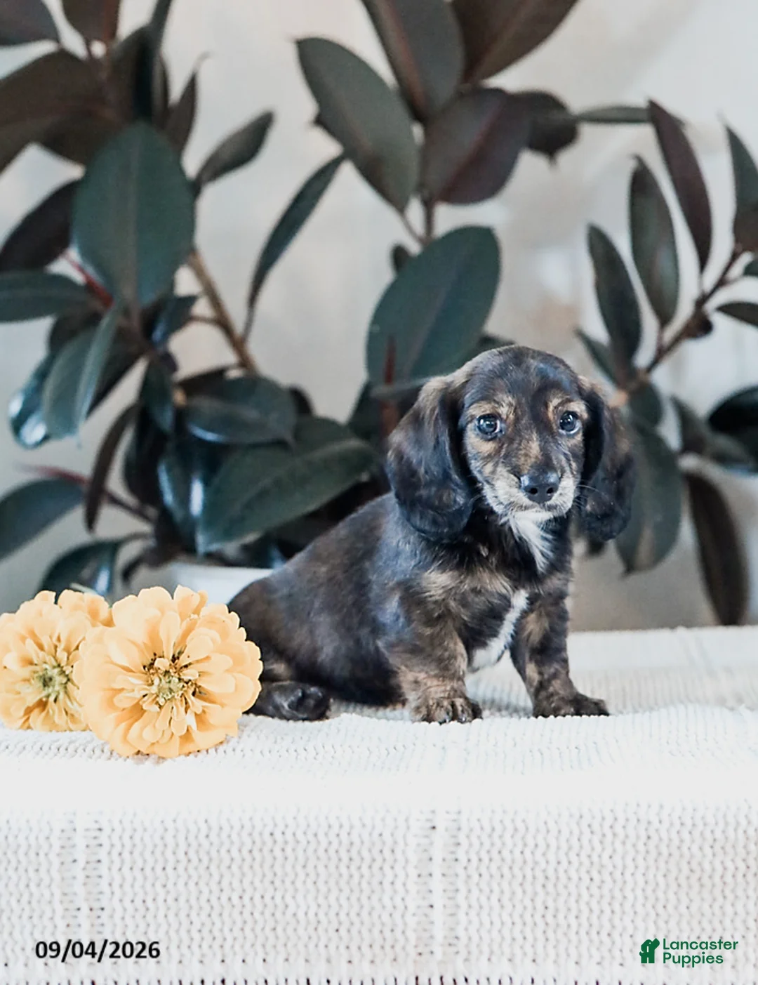 Miniature Dachshund dogs for sale: Bryton - Ad 2