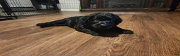 Labradoodle dogs for sale: Labradoodle gray collar - Ad 11