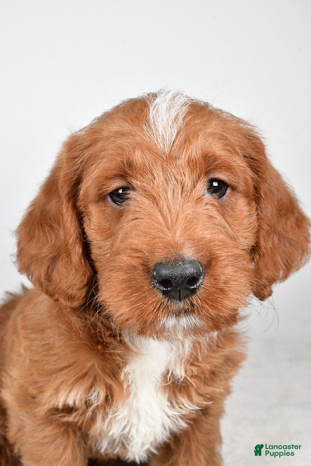 Labradoodle dogs for sale: Nacho - Ad 9