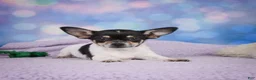 Chihuahua dogs for sale: OTIS - Ad 3