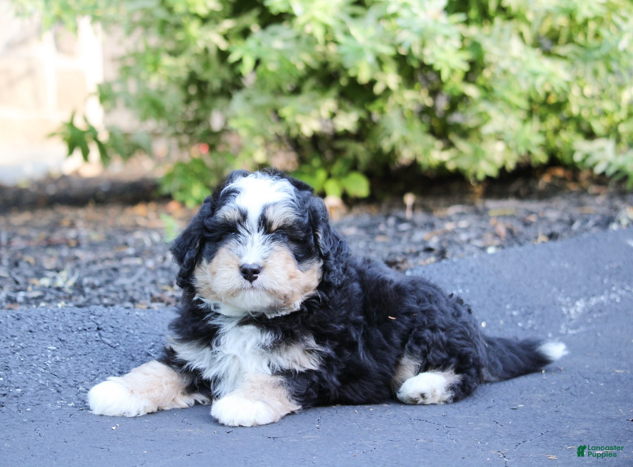Mini Bernedoodle dogs Mini Bernedoodle Puppy 4 - Ad 41