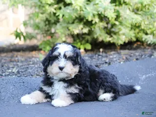 Mini Bernedoodle dogs Mini Bernedoodle Puppy 4 - Ad 41