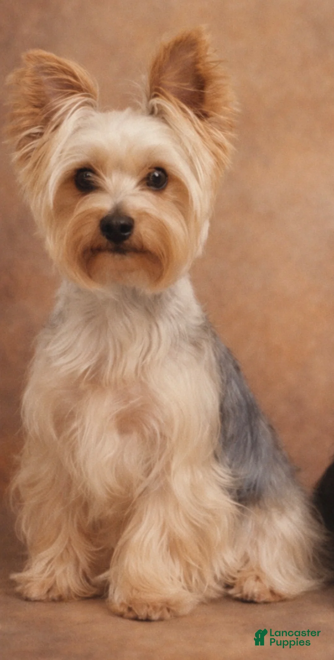 Yorkshire Terrier dogs for sale: Onyx - Ad 4