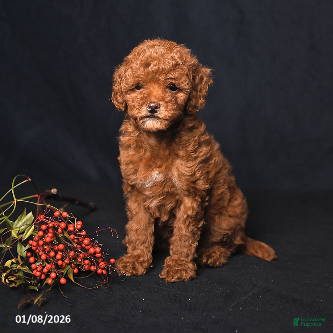 Toy Poodle dogs for sale: Muffin - Ad 2