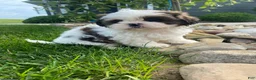 Shih Tzu dogs for sale: Tommy - Ad 9