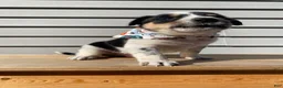 Mixed Breed dogs for sale: Mickey - Ad 3
