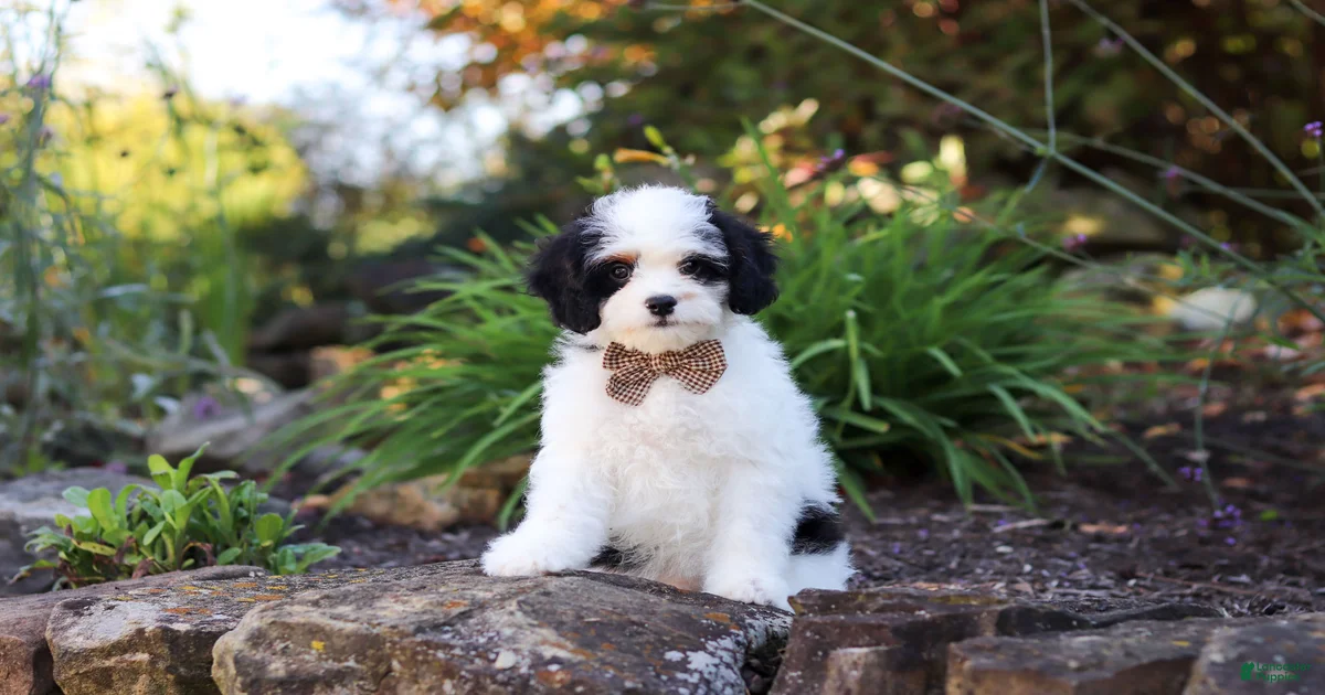 Mini Cavapoo Puppies for sale | Lancaster Puppies