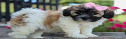 Teddy Bear dogs for sale: Blossom 💕 - Ad 11