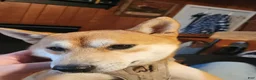 Shiba Inu dogs for stud: Looking for a female to breed - Ad 2